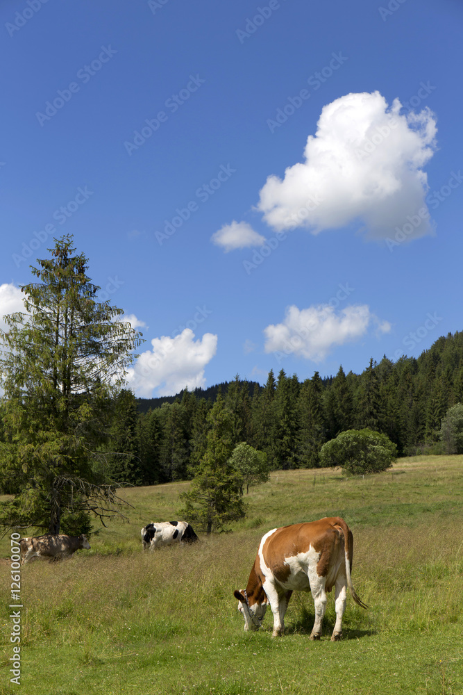 Cows in the clear Nature, Slovakia