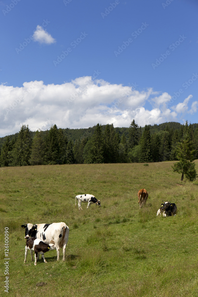 Naklejka premium Cows in the clear Nature, Slovakia