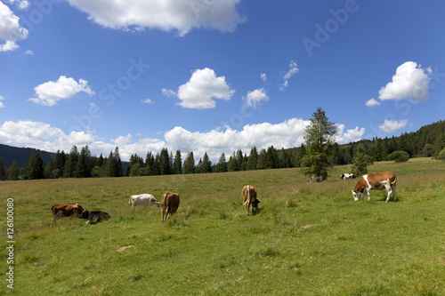 Cows in the clear Nature, Slovakia