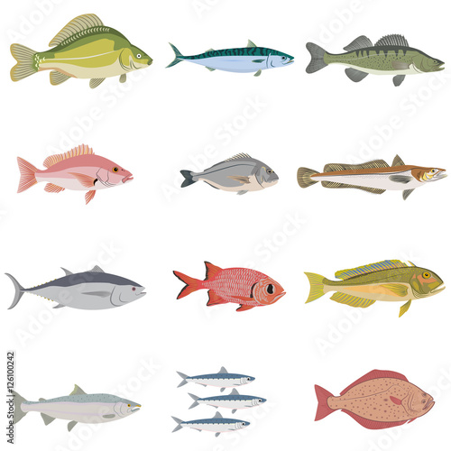 Vector set of difference kind of fish, river and sea food