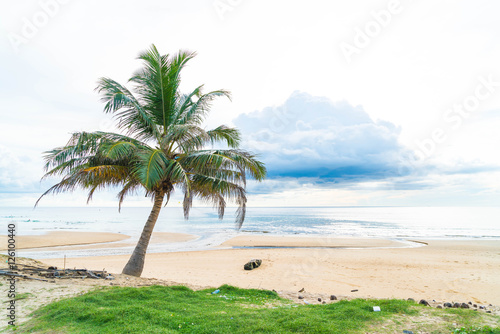 coconut tree with tropical beach