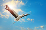 White stork flying in sky on background of the sun.