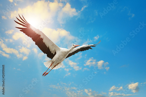 White stork flying in sky on background of the sun.