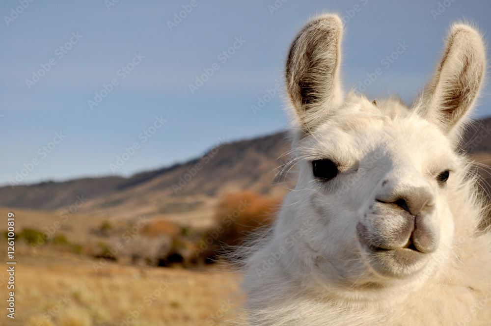 Obraz premium Patagonian Llama.