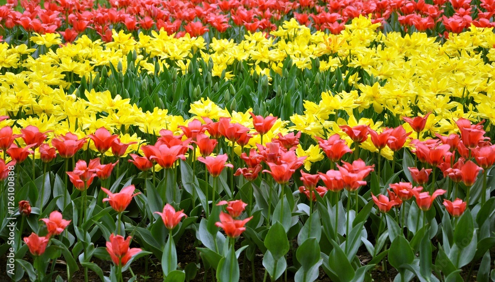 tulips