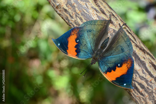 Kallima inachus butterfly with opened wings, also known as orange oakleaf photo