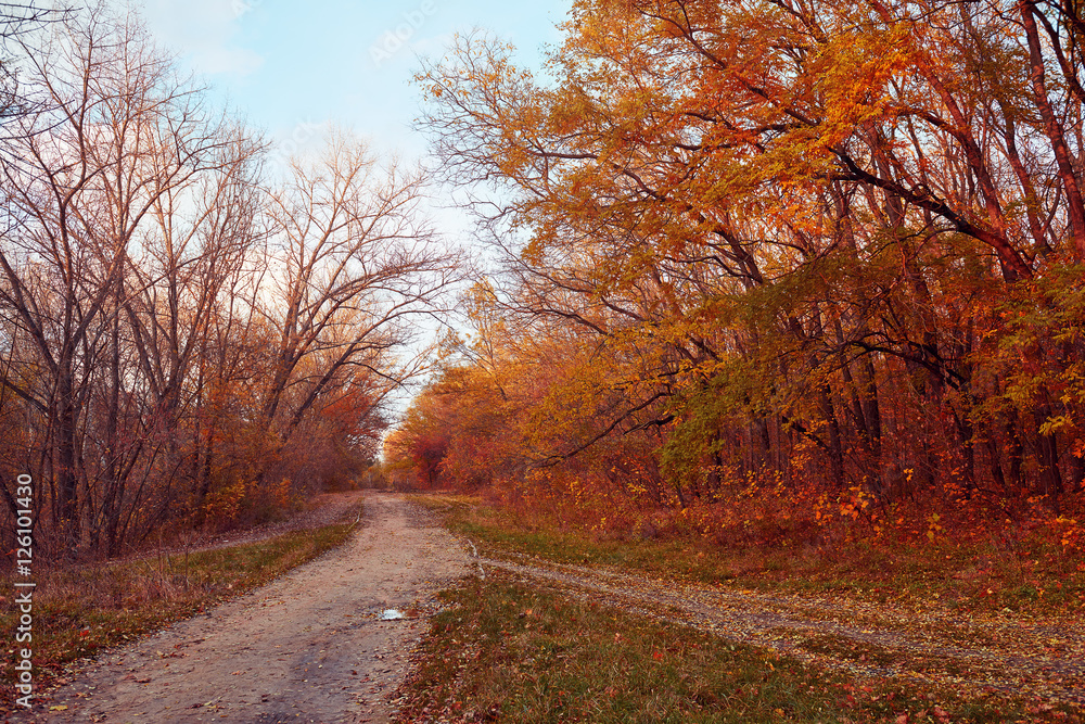 Beautiful landscape of autumn orange forest. Trail in the wood to horizon. Environment protection. 