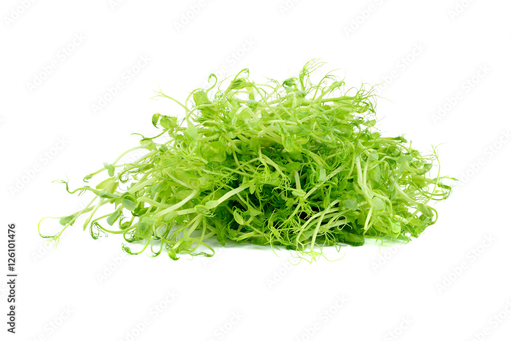 pea sprouts isolated on white background pea sprouts isolated on white background