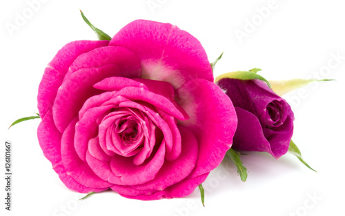 pink rose flower bouquet isolated on white background cutout photo