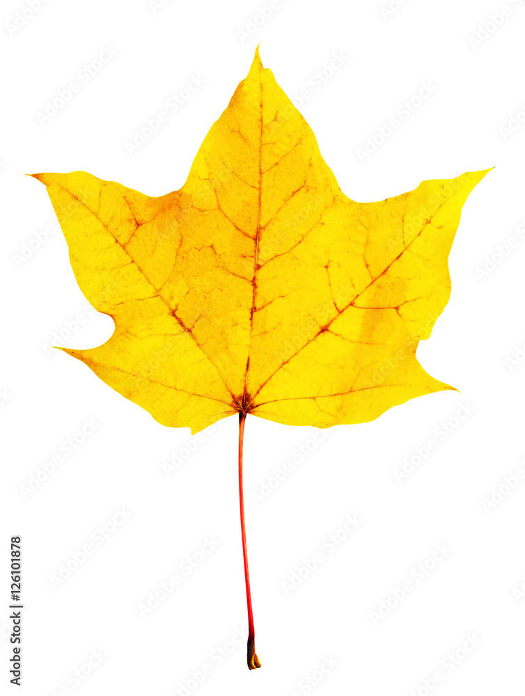 Obraz premium Yellow carved maple leaf