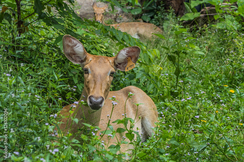 Eld's deer (Panolia eldii) in thailand open zoo. © Chittiphatra