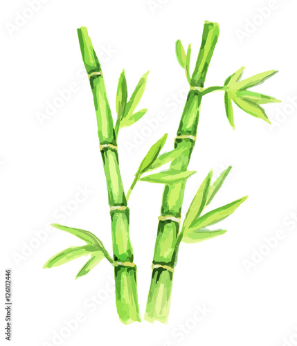 Isolated watercolor bamboo