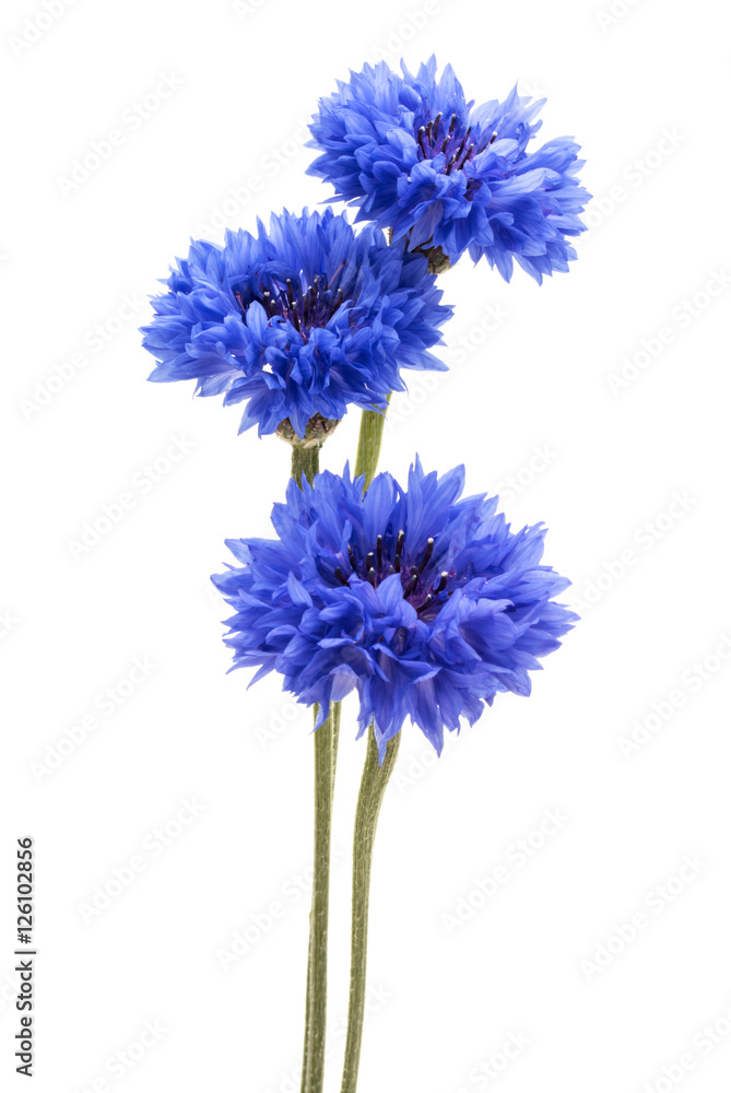 Blue Cornflower Herb or bachelor button flower bouquet isolated Blue Cornflower Herb or bachelor button flower bouquet isolated