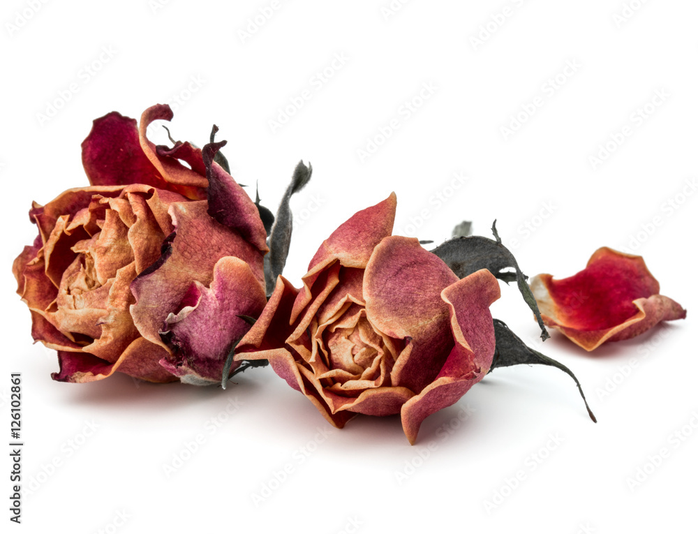 dried rose flower head isolated on white background cutout dried rose flower head isolated on white background cutout