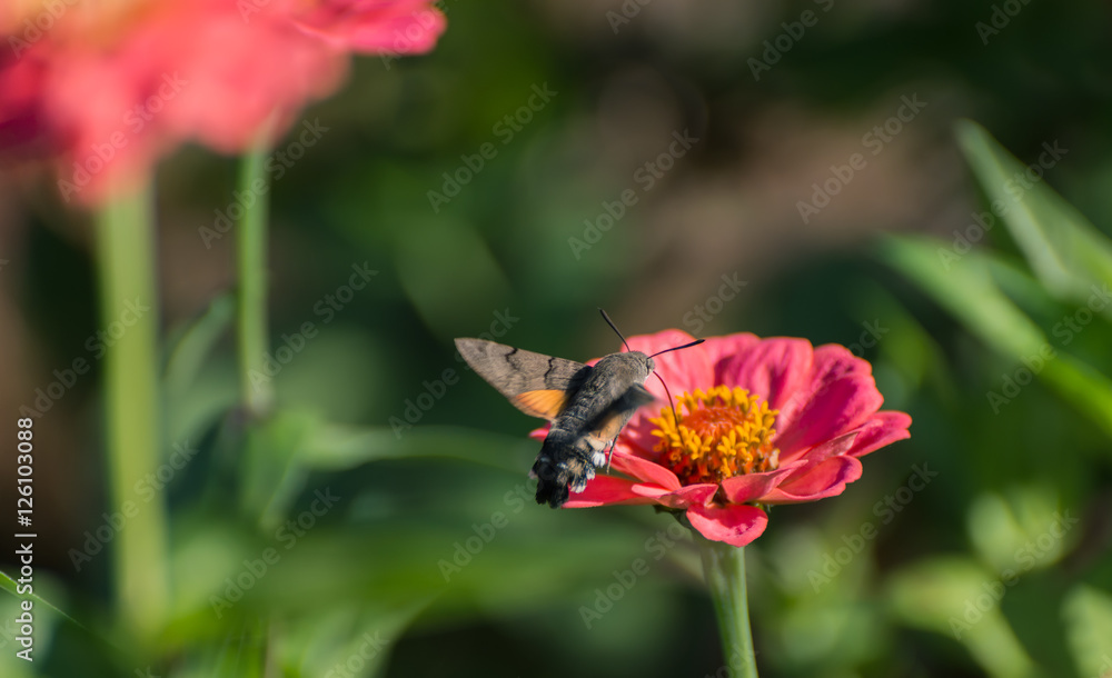 Hummingbird Hawk-moth hovering over flower. Hummingbird Hawk-moth hovering over flower.