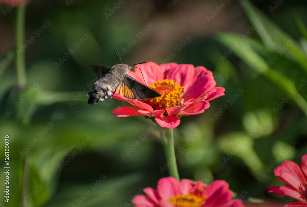 Obraz premium Hummingbird Hawk-moth hovering over flower.