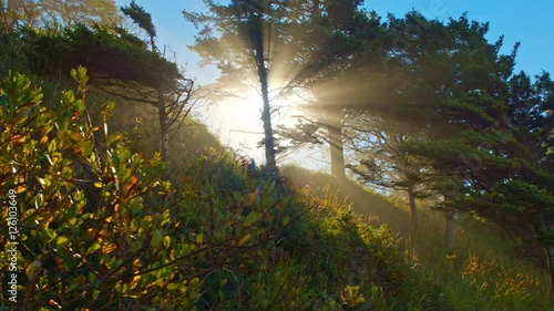 Sun rays peeking from behind tree branches and bushes through fog on a bright morning on beach of Pacific ocean by Oregon coast, smooth, cinematic, sliding camera motion