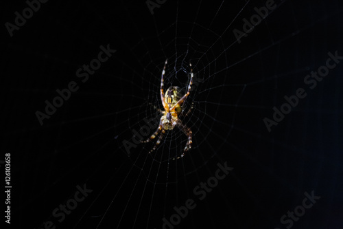 spider on a web on a black background
