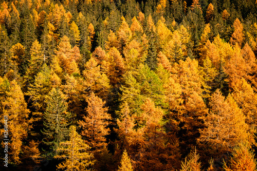 Autumn colors larches forest, Aosta Valley, italian apls, Italy