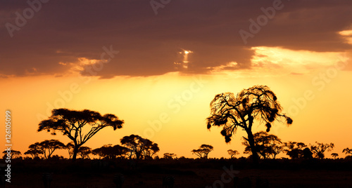 Typical african sunset with acacia trees in Masai Mara, Kenya