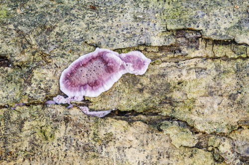 Chondrostereum purpureum. Estéreo purpúreo, sobre tronco de chopo. photo