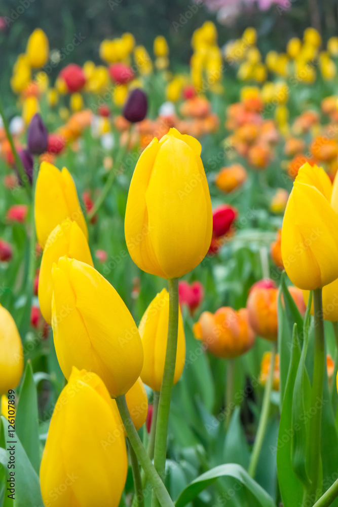 Yellow tulip Yellow tulip