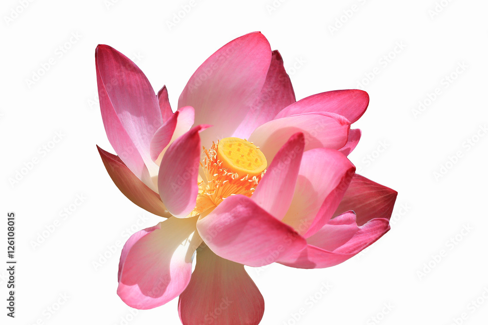 Flower lotus beautiful, background lotus flower, the lotus flower closeup, isolated white and black background color pink yellow red green. Flower lotus beautiful, background lotus flower, the lotus flower closeup, isolated white and black background color pink yellow red green.