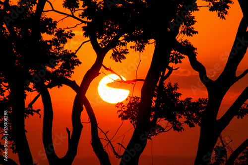 Sunset through a tree's branches 