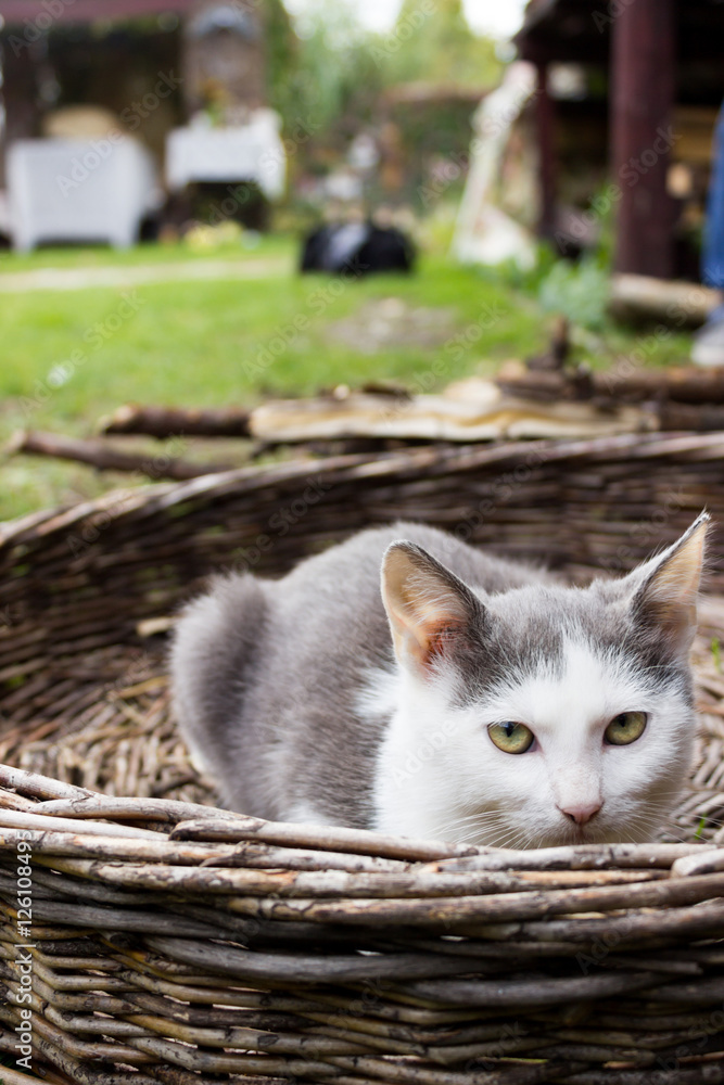 cat on the basket
