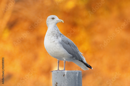 Herring Gull on a Post with Autumn Foliage in Background