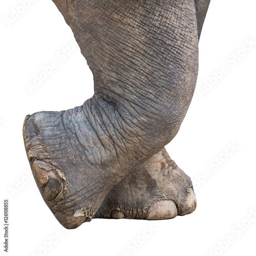 Canvas Print elephant foot
