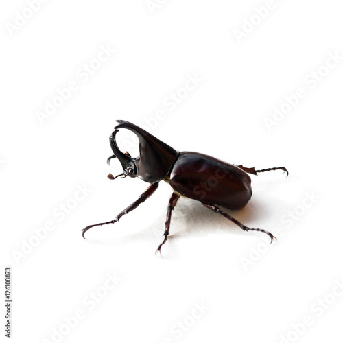 Rhinoceros beetle or Hercules beetle isolated on white