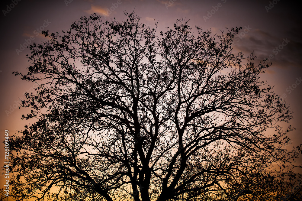 Tree silhouette in low light