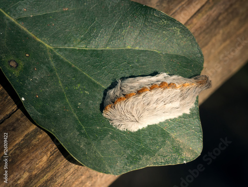 Caterpillar of the southern flannel moth on oak leaf. Venomous s photo
