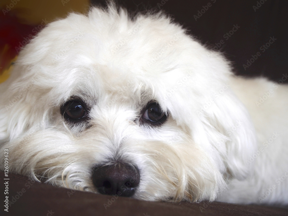 Foreground of maltese dog Foreground of maltese dog