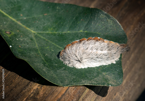 Caterpillar of the southern flannel moth on oak leaf. Venomous s