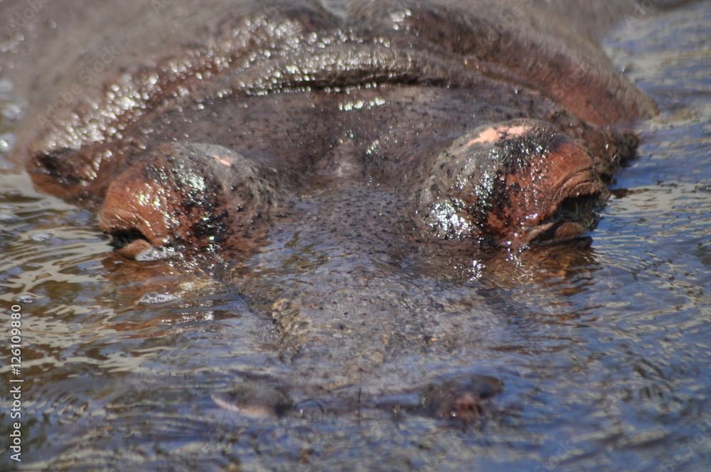 Fototapeta premium Hippo. Floating in the water a large animal living in Africa