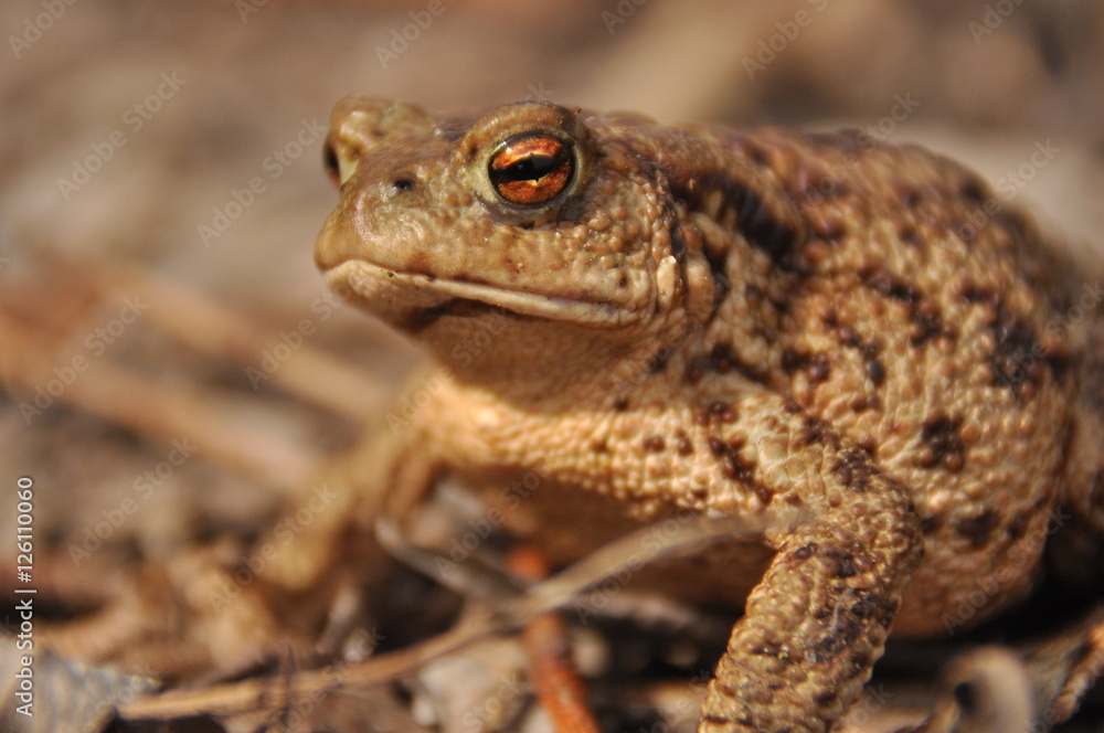 Toad. Amphibian during the spring awakening and mating Toad. Amphibian during the spring awakening and mating