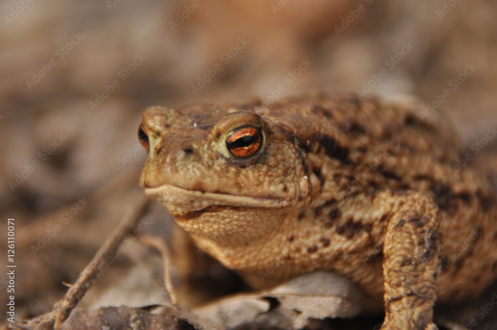 Toad. Amphibian during the spring awakening and mating Toad. Amphibian during the spring awakening and mating