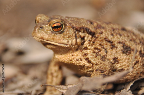Toad. Amphibian during the spring awakening and mating