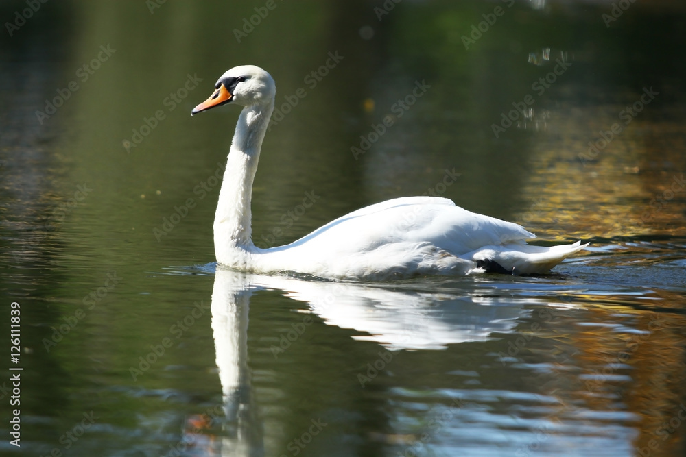 Łabędź niemy Łabędź niemy