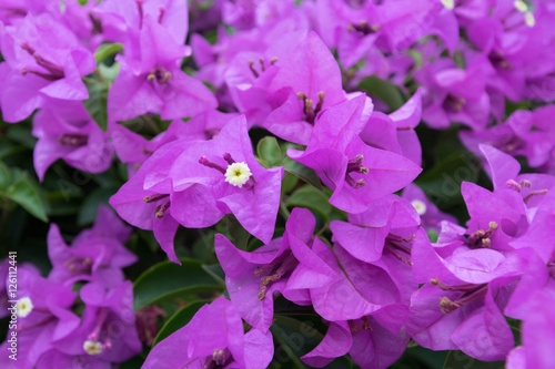 colorful beautiful purple bouganvillea flowers close up
