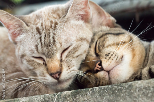 two fluffy beautiful. Cute sleeping kitten cat