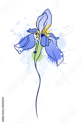 iris 1