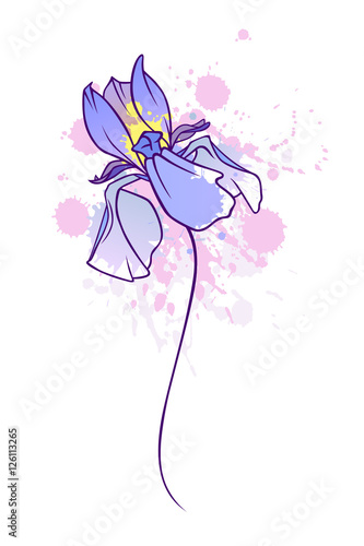 Fototapeta Naklejka Na Ścianę i Meble -  iris 2