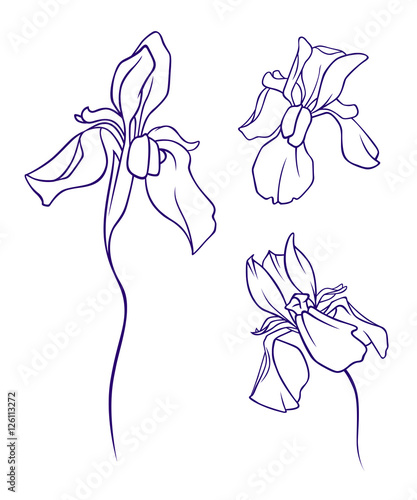 Fototapeta Naklejka Na Ścianę i Meble -  iris set