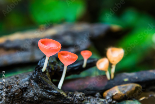 Close up Mushroom Champagne (Cookeina sulcipes) in rain forest.
