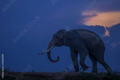 Asian elephants