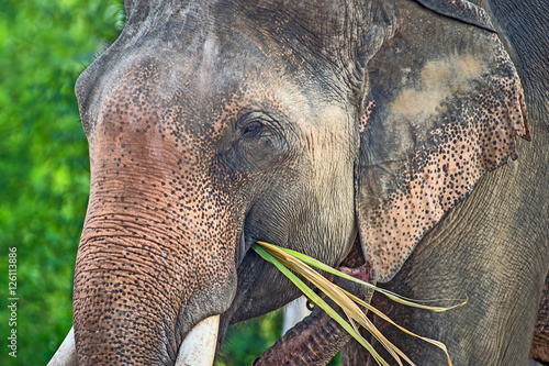 Photography Asian elephants