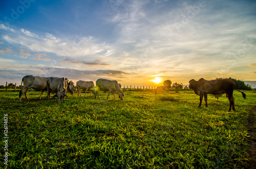 Farm cow on sunrise © kss studio